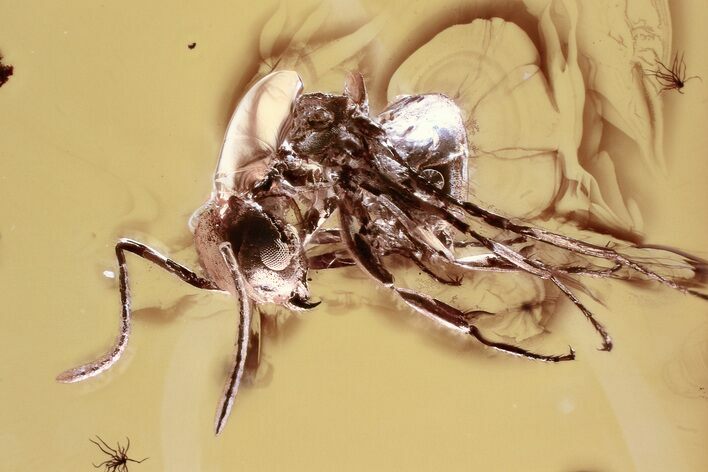 Detailed Fossil Ant (Asymphylomyrmex) In Baltic Amber #328121